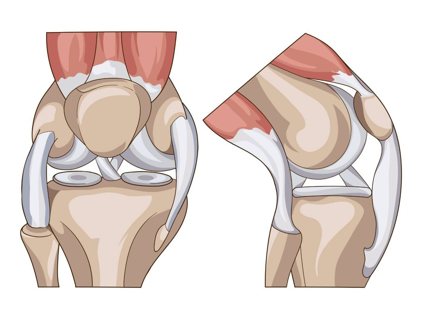 O joelho é formado por uma série de estruturas