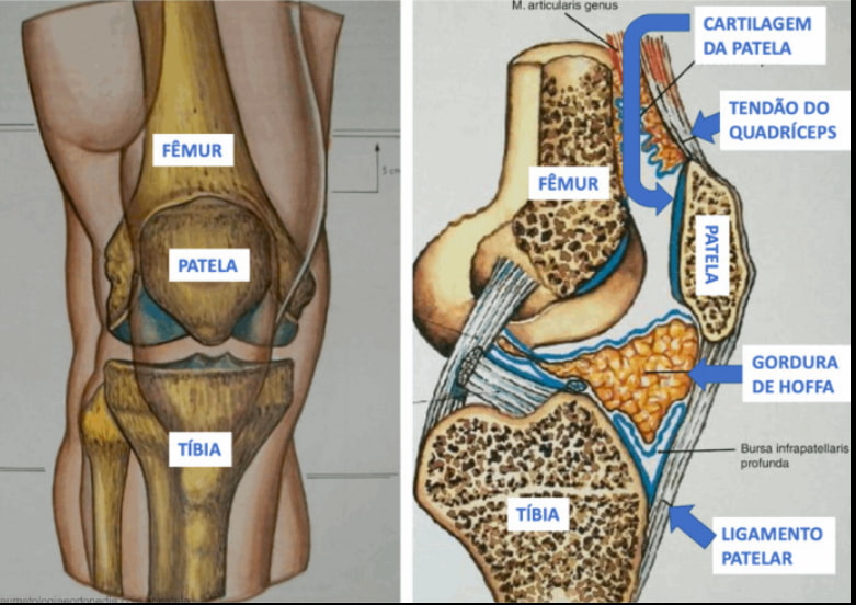 Gordura de Hoffa faz parte da estrutura patelar do joelho.